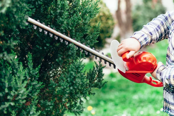 Man cuts a conifer with an electric trimmer — Stock Image Man Cuts Conifer Electric Trimmer Royalty Free Stock Photos