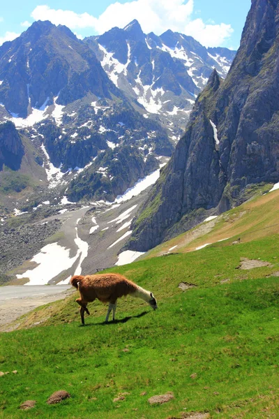 Lama pastando en un prado en las montañas — Foto de Stock