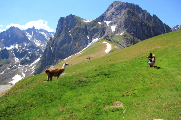 Lama pastando en un prado en las montañas — Foto de Stock