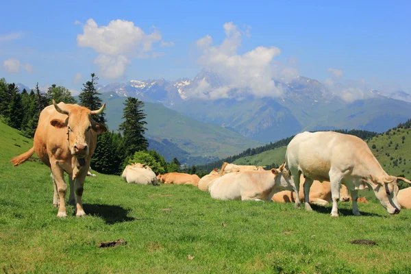 Vacas pastando en un prado en las montañas — Foto de Stock