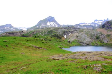Pirene Dağları'yaz, orman