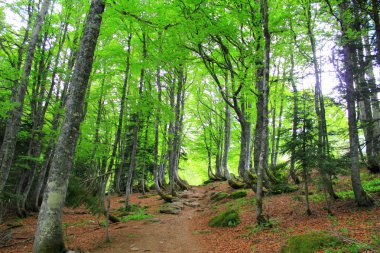 Orman Pyrenees dağlarda yaz