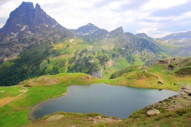 Pirene Dağları'yaz, orman