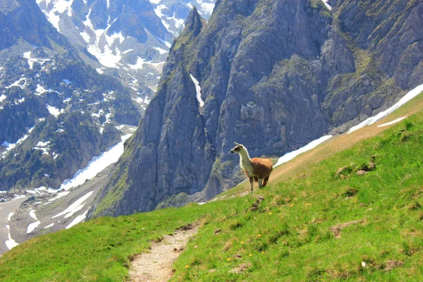 Lama en el prado en las montañas de los Pirineos — Foto de Stock