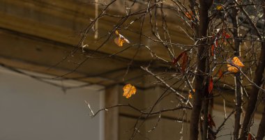 Yapraksız ve tohumlu sonbahar ağacı dallarının soyut arkaplana sahip kart