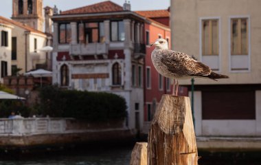 Gün batımında Venedik evlerinin arka planına karşı bir martı profili