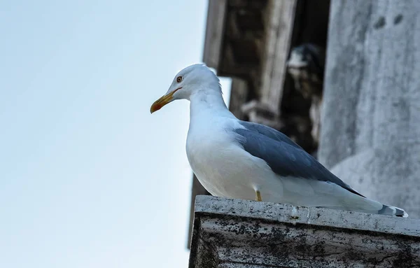 Mouette Sur Bord Avant Toit Bâtiment Tient Regarde Vers Bas — Photo