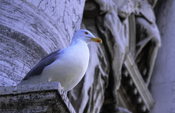 Portrait Une Mouette Solitaire Sur Fond Bâtiment Historique — Photo