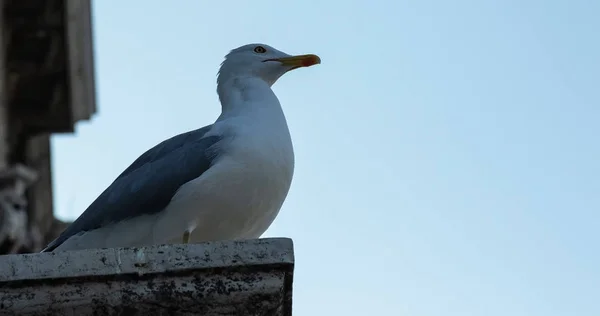 portrait of a seagull on the ledge of a building that is looking forward