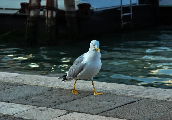 Einsame Möwe Die Vor Dem Hintergrund Des Wassers Die Promenade — Stockfoto