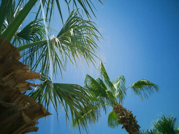 Palm Leaves Sunshine Blue Sky — Stock Photo, Image