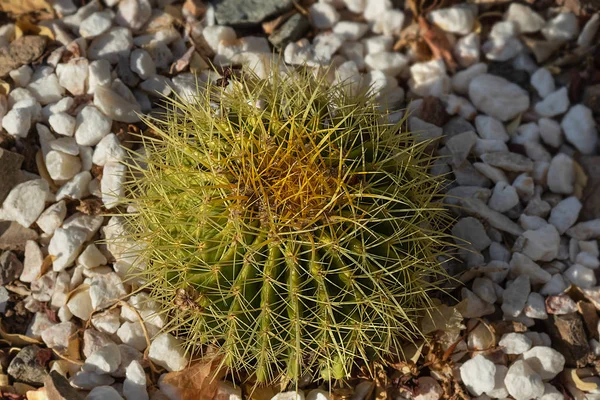 top view of the spines of a round cactus in the desert