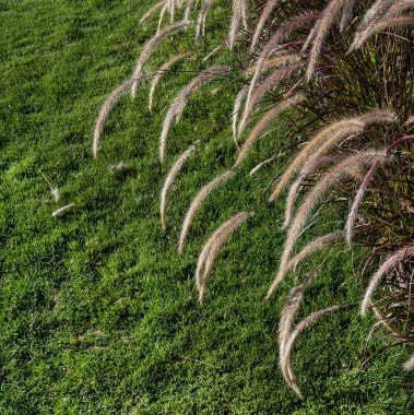 Yeşil çimenlerin doğal arkaplanı ve pennisetum dikenleri duvar kağıdı veya ekran koruyucu olarak kullanılıyor