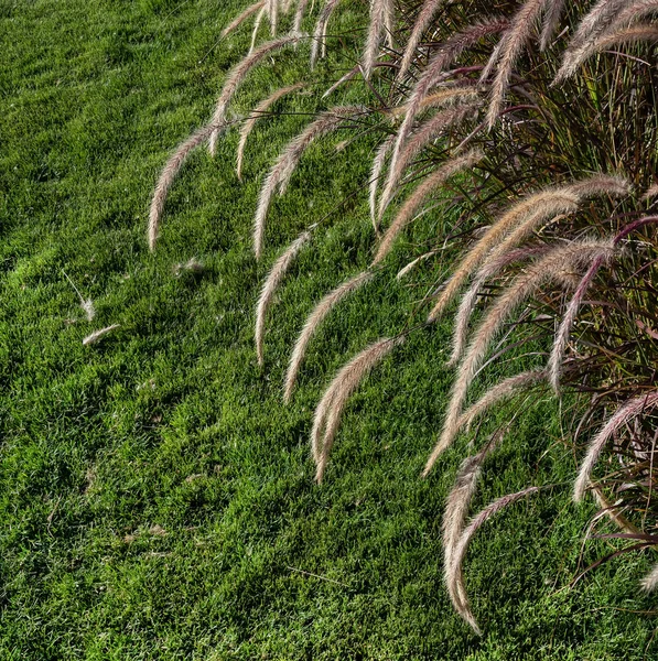 Natürlicher Hintergrund Von Grünem Gras Und Stacheln Von Pennisetum Als — Stockfoto
