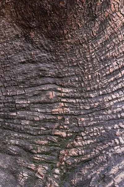 Textura Casca Uma Árvore Grande Velha — Fotografia de Stock