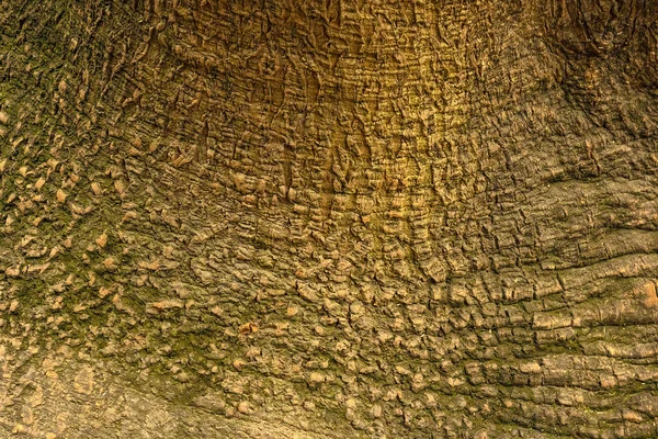 Textura Casca Uma Árvore Grande Velha — Fotografia de Stock