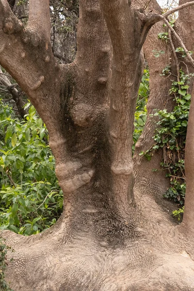 Κορμός Και Ρίζες Ενός Τεράστιου Παλιού Δέντρου Υφή Φλοιού — Φωτογραφία Αρχείου
