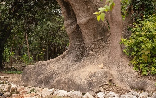 Κορμός Και Ρίζες Ενός Τεράστιου Παλιού Δέντρου Υφή Φλοιού — Φωτογραφία Αρχείου
