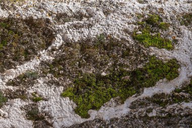 Doğal arkaplan olarak soyut taş dokusu ve yosun parçası