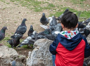 Çocuğun parkta beslediği bir güvercin sürüsü. Küçük çocuğun fotoğrafı.