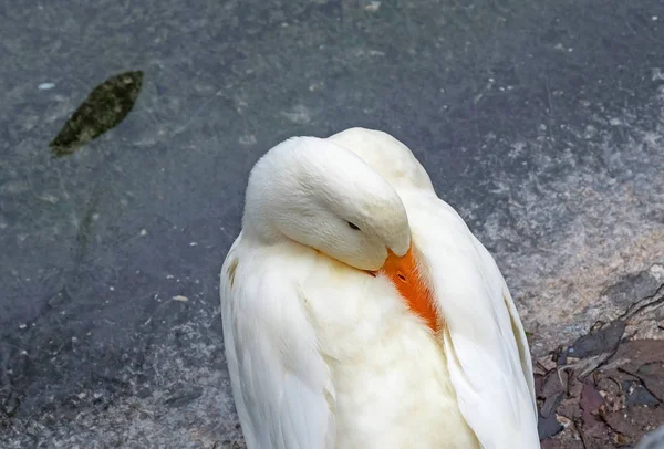 白鸭的喙藏在羽毛中 白鸭在水的背景下的肖像 — 图库照片