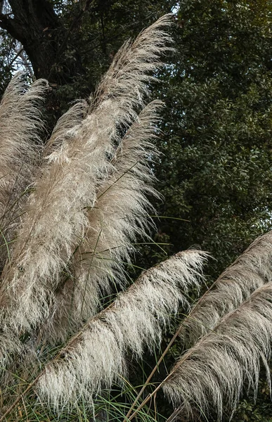 Spikelets Pampas Grass Background Green Bushes Trees Vertical Orientation — Stock Photo, Image