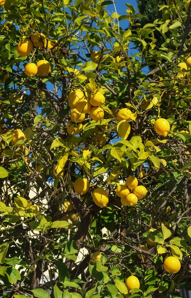 Limonero Con Frutos Ramas Contra Cielo Azul Orientación Vertical — Foto de Stock