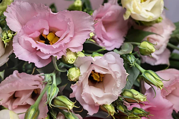 Floral holiday background of eustoma flowers. Buds and flowers of lisianthus or prairie gentian. Rose without thorns 