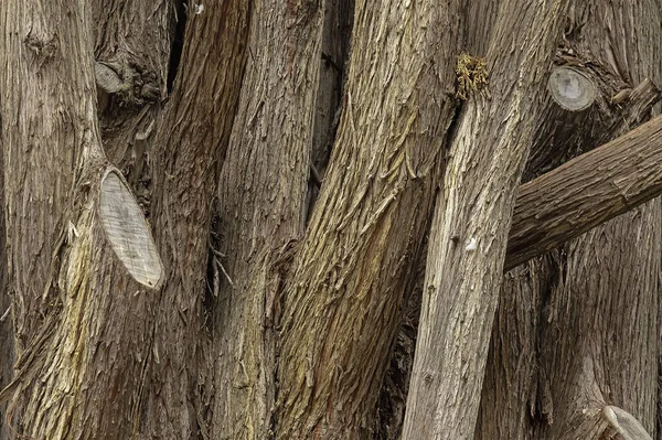 Υφή Φόντο Του Φλοιού Κορμού Δέντρο Θραύσμα Από Στενούς Κορμούς — Φωτογραφία Αρχείου