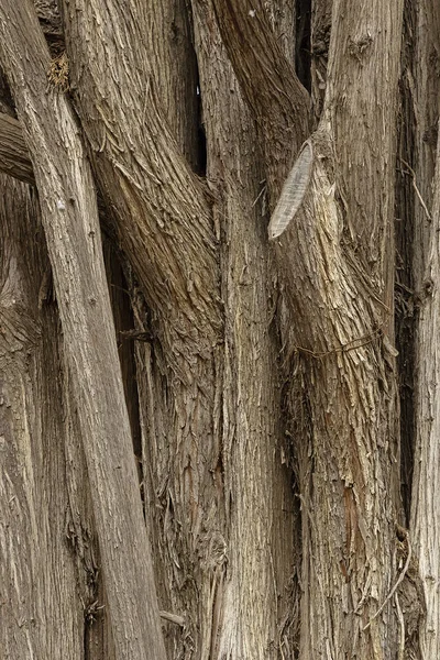 Textuur Achtergrond Van Boomstam Schors Verticale Oriëntatie Fragment Van Smalle — Stockfoto