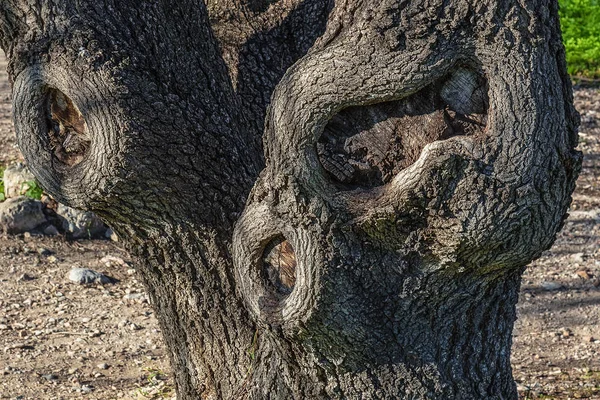 Tronchi Vecchi Alberi Con Corteccia Deformata Malattie Degli Alberi — Foto Stock