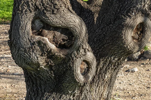Παραμορφωμένος Φλοιός Παλιού Δέντρου Δομή Κορμού Δέντρων — Φωτογραφία Αρχείου