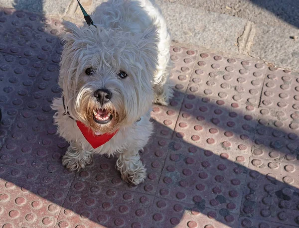 Beyaz köpek, sahibinin gölgesinde boynunda kırmızı bir eşarp vardı. Ağzı açık beyaz bir köpek.