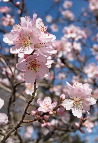 Blommor Fruktträd Bakgrund Blå Himmel Filialer Blommande Träd — Stockfoto