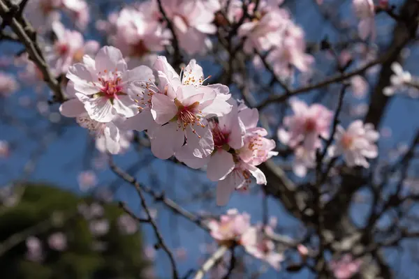 Flores Árvores Fruto Contexto Céu Azul Ramos Árvores Com Flores — Fotografia de Stock