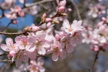Çiçek açan ağaçların dalları ve mavi gökyüzünün arka planında tomurcuklanan meyve ağaçları olan bir dal.. 