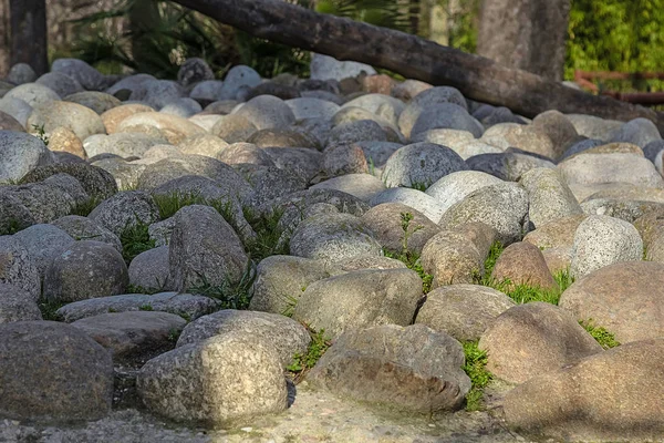 Duże Kamienie Lesie Trawie Tle Zieleni Pni Tło Lasu — Zdjęcie stockowe