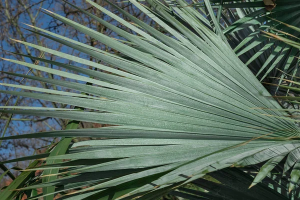 fan palm leaves in the park. Natural background from palm leaves.