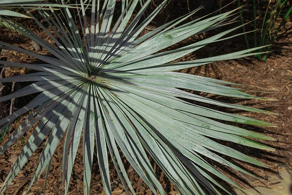 Fan Palm Blad Textuur Een Zonnige Dag Palmblad Als Natuurlijke — Stockfoto