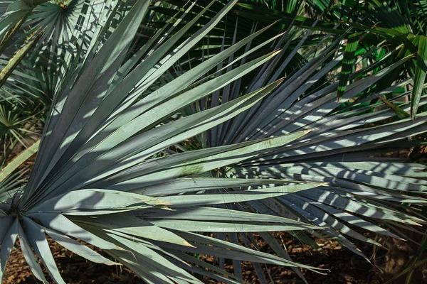 Fan Palm Bladeren Het Park Natuurlijke Achtergrond Van Palmbladeren — Stockfoto