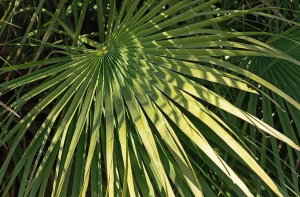 Folhas Palmeira Ventilador Parque Fundo Natural Folhas Palma — Fotografia de Stock