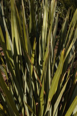 Uzun yeşil çimen yaprakları doğal bir doku arkaplanı oluşturur. Sazlık yaprakları güneşte. Dikey yönelim