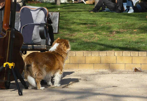 公园里的狗在等它的主人 狗看守着背包和大提琴 — 图库照片