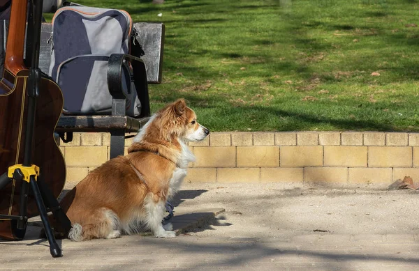 公园里的狗在等它的主人 狗看守着背包和大提琴 — 图库照片