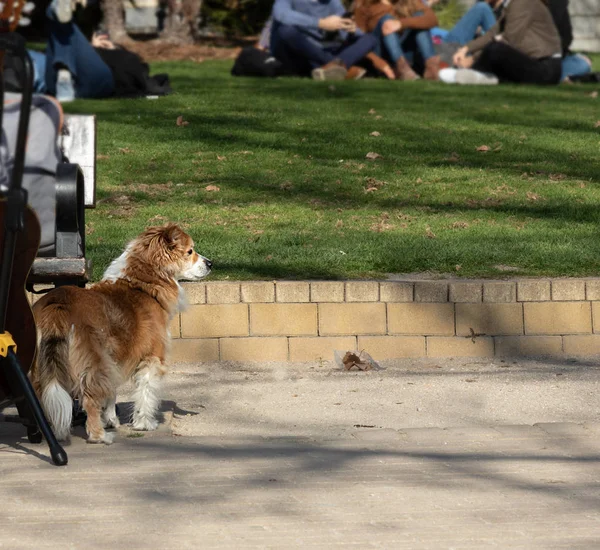 Dog Park Waiting Its Owner Dog Guards Backpack Cello — Stock Photo, Image