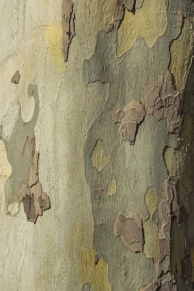 Boomschors Natuurlijke Achtergrond Verticale Oriëntatie Oude Hout Textuur Van Dop — Stockfoto