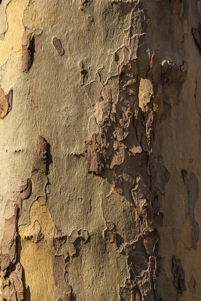 Árvore Casca Fundo Natural Orientação Vertical Textura Madeira Velha Latido — Fotografia de Stock
