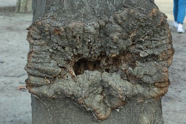 Ağaç hastalıkları. Şehir parkında deforme olmuş ağaç gövdesi.