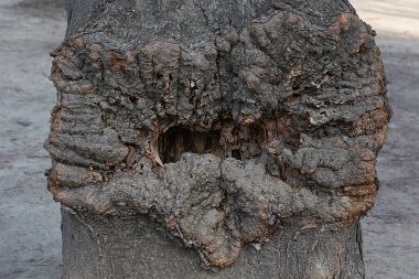 Ağaç hastalıkları. Şehir parkında deforme olmuş ağaç gövdesi.