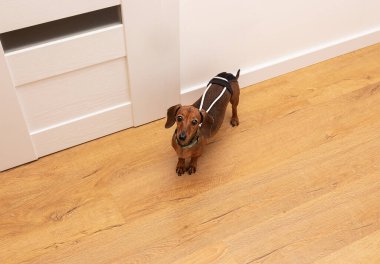 Kahverengi dachshund odanın kapısının önünde. Üst görünüm